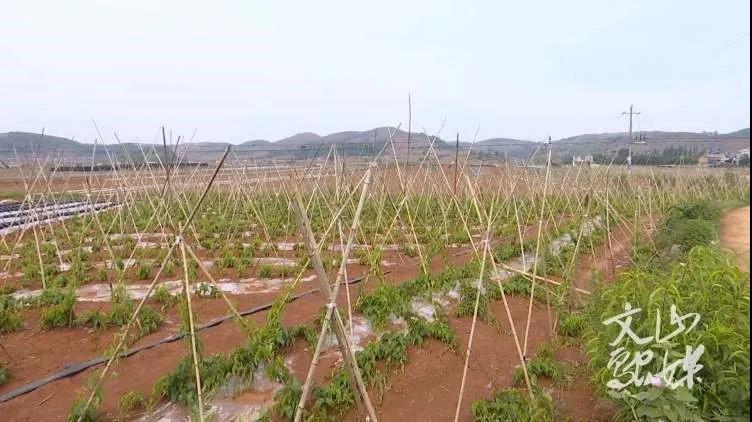 沙巴体育app官网下载(中国)官方网站-手机端通用版